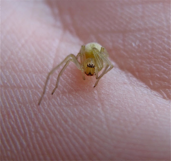 Long-legged Sac Spider | Project Noah