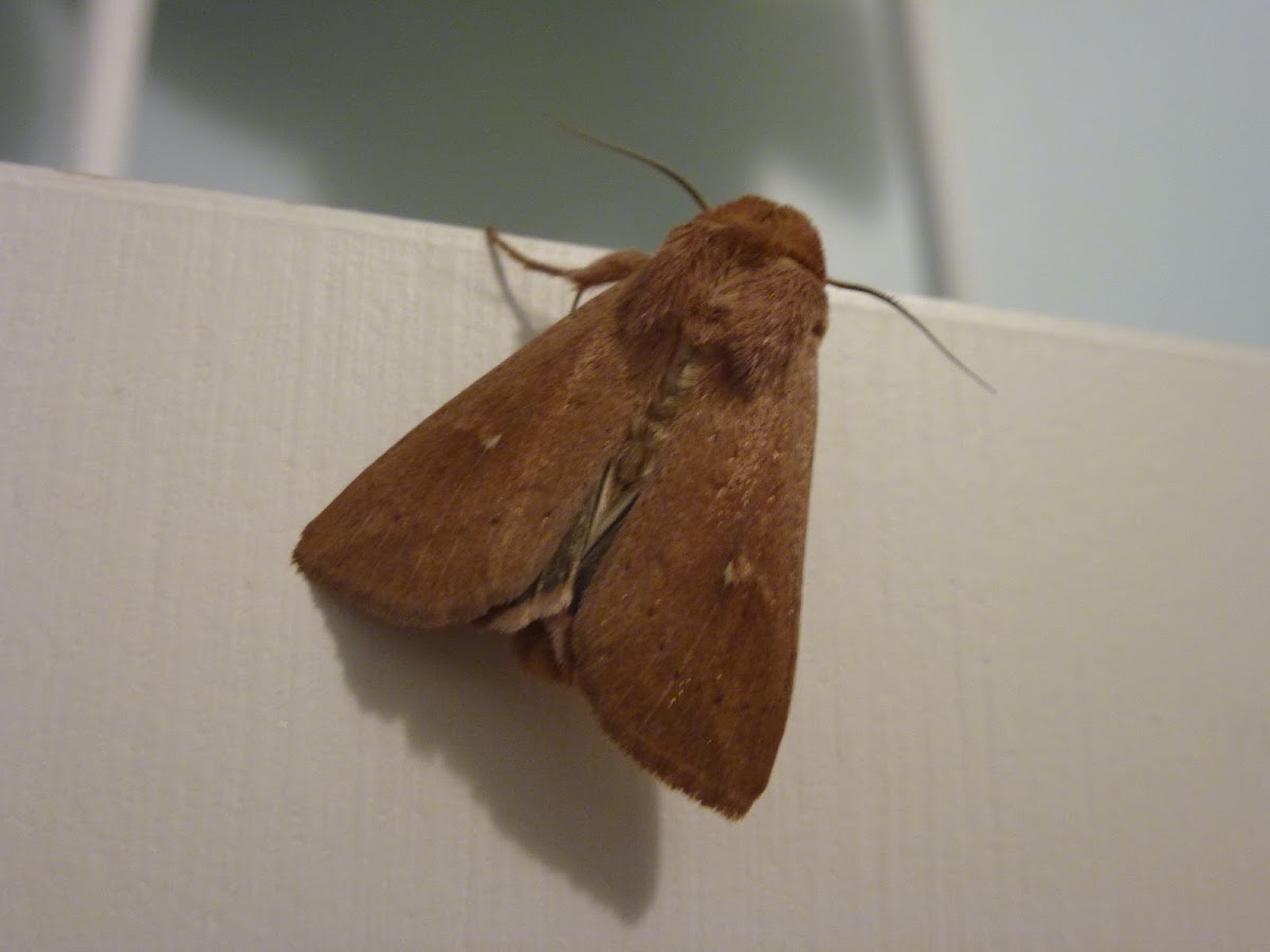 Clay Moth
