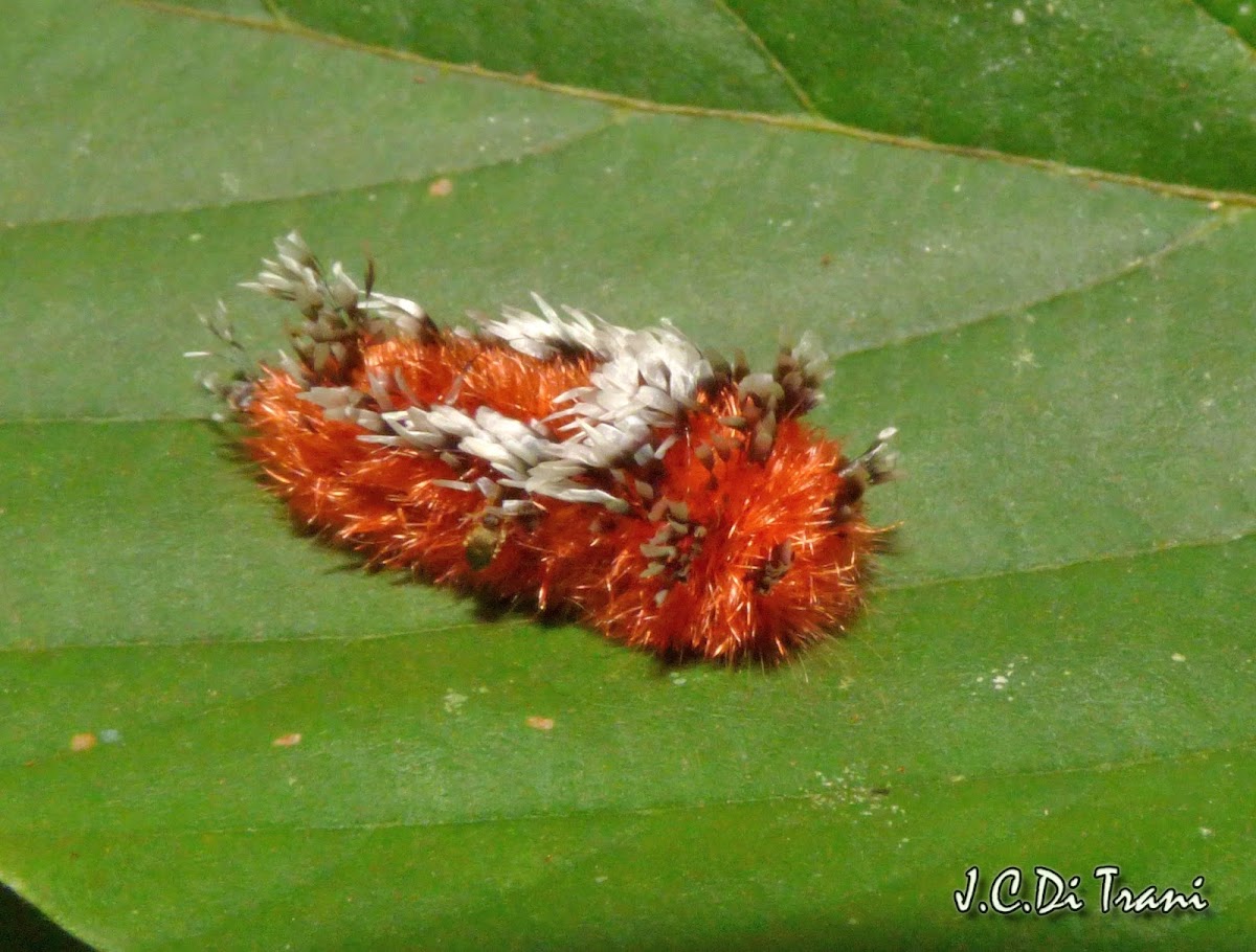 Shag Carpet Caterpillar