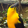 bird yellow