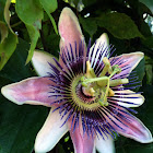 Passiflora (Passion flower)