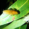 See-through Ellipsidion Cockroach