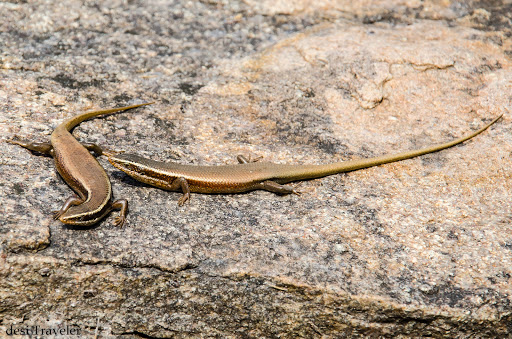 skink indian lizard