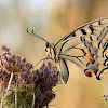 Papilio Machaon