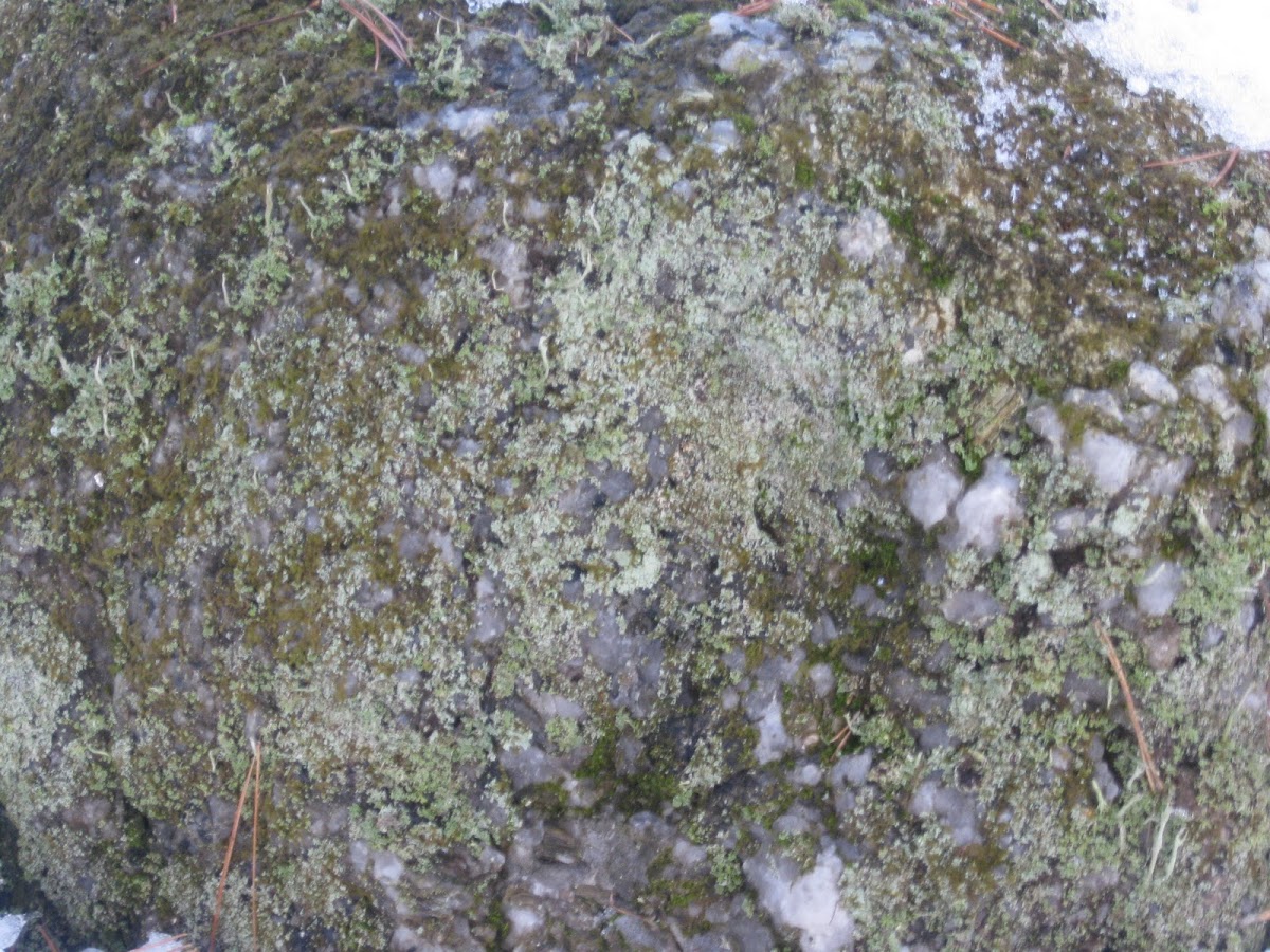 Green Map lichen