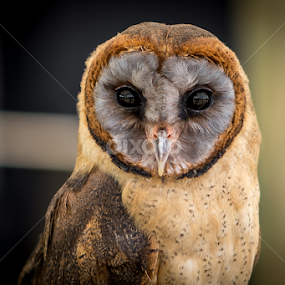 Owl by Jean-Marc Schneider - Animals Birds