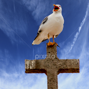 Urban Wildlife - The Preacher by Breno Teixeira - Animals Birds