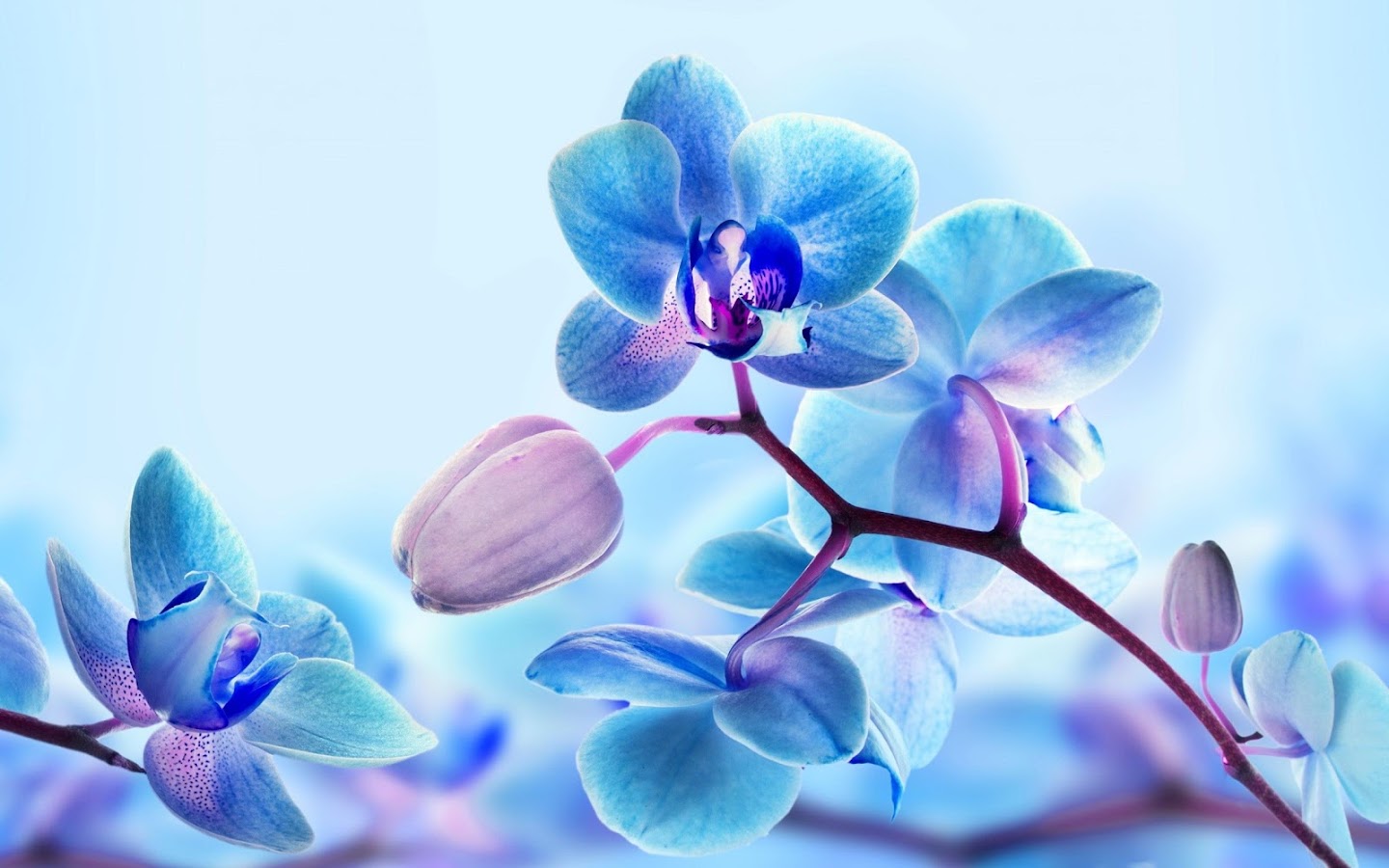 Blue Orchid Wallpaper