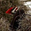 Pileated Woodpecker