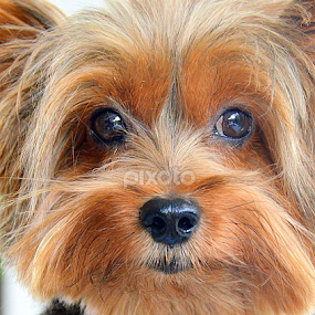 Do you love me...? by Tupu Kuismin - Animals - Dogs Portraits