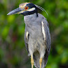 yellow crowned knight heron