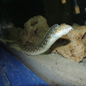 Large-Spotted Snake Eel/Many-Eyed Snake Eel