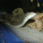 Large-Spotted Snake Eel/Many-Eyed Snake Eel