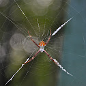Silver Argiope Spider