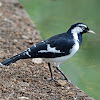 Magpie-lark (male)