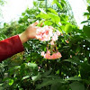 Begonia "Dragon Wing": Pink