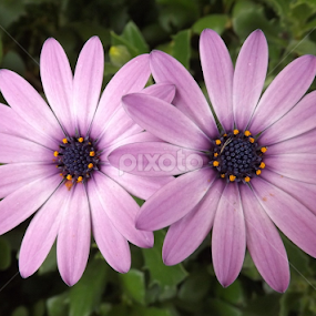 by Ana Cárdenas O - Flowers Flowers in the Wild