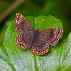 Schausi Calephelis Skipper