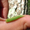 Mottled Prominent (larva)
