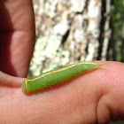 Mottled Prominent (larva)