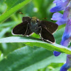 Least Skipper butterfly (Female)
