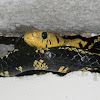 Toche - Tiger Rat Snake - Tropical Rat Snake