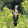 Neotropic cormorant