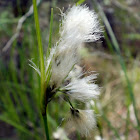 Slender Cotton Grass