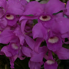 Guaria morada (Orquidea)