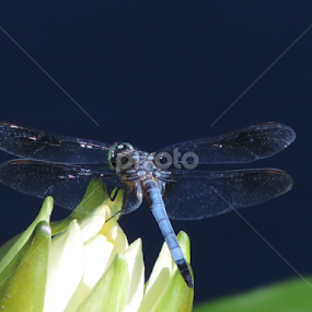 Dragonfly on Bloom by Christie Chambers - Nature Up Close Other Natural Objects