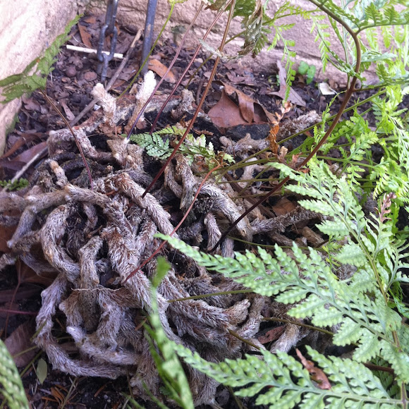 Rabbits foot fern Project Noah