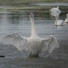 Mute Swan