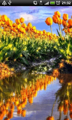 Reflective Tulip Garden LWP