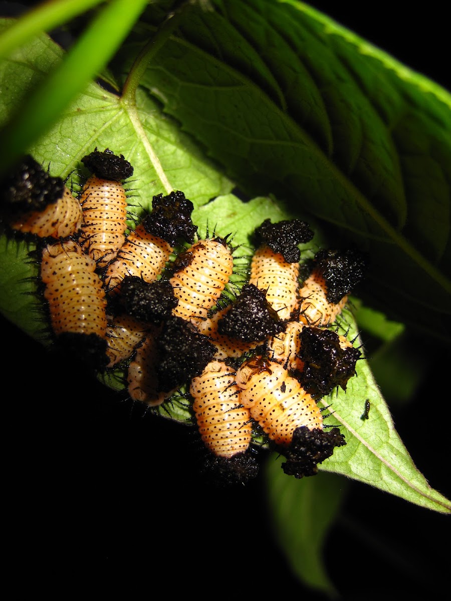 Larvas de escarabajo