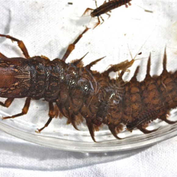 Hellgrammite (Dobsonfly -Larval Stage)