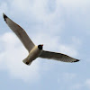 Black-headed Gull