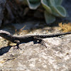 Black Girdled Lizard