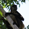 Yucatan Spider Monkey