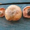 Orange-milk Milky mushroom