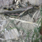 Lesser Migratory Grasshopper