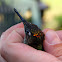 Firecrown hummingbird