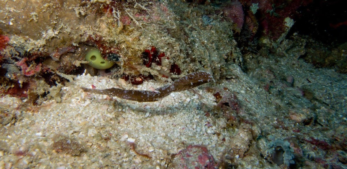 leafy pipefish