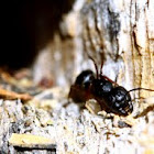 Boreal Carpenter Ant