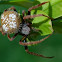 Garden Orb Weaver Spider