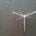 Plume Moth