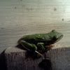 North American Green Treefrog