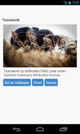 Kitten Wallpapers by Right Brain Mobile poster 1