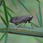 Wattle hopper