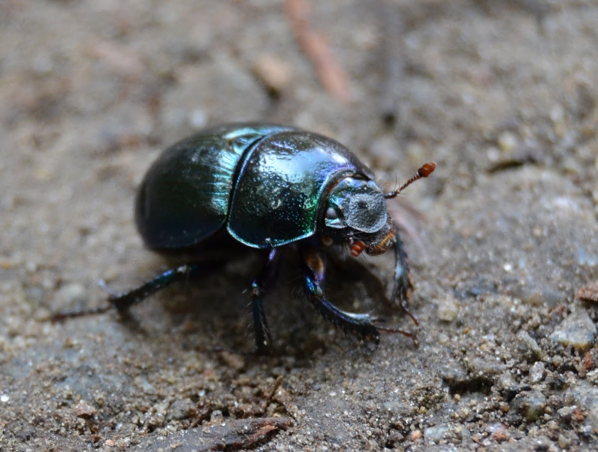 Dor beetles / Mistkäfer