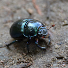 Dor beetles / Mistkäfer